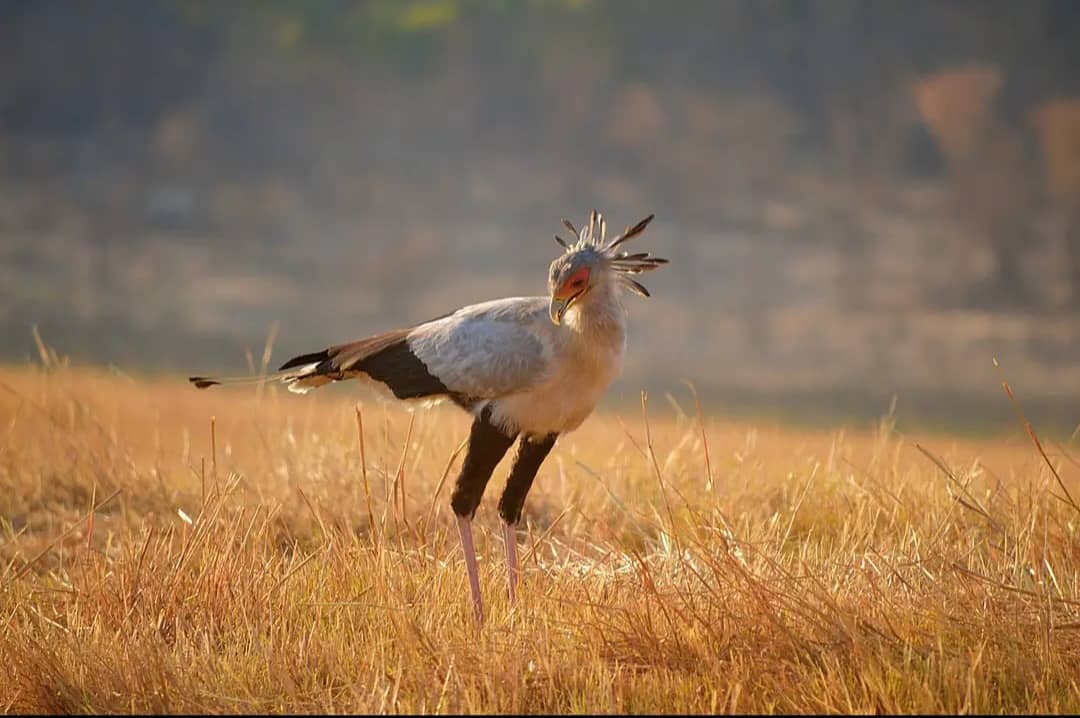 Join our 3-hour birding safari on the Zambezi River and spot over 400 species of birds in their natural habitat. Guided tour with expert birding guides. Perfect forture lovers and bird enthusiasts