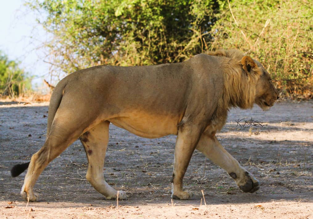 Spend two days exploring the vast wilderness of Zimbabwe's largest national park, home to a diverse array of wildlife. Witness stunning landscapes and encounter iconic African animals up close in their natural habitat.